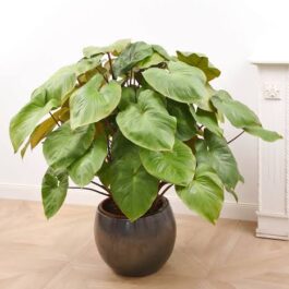 Large sized- Homalomena Maggy (single plant)