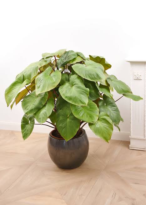 Large sized- Homalomena  Maggy (single plant)