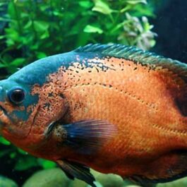 Copper oscar ( 4 pcs)