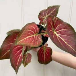 Caladium Redstar (jiffy sized)