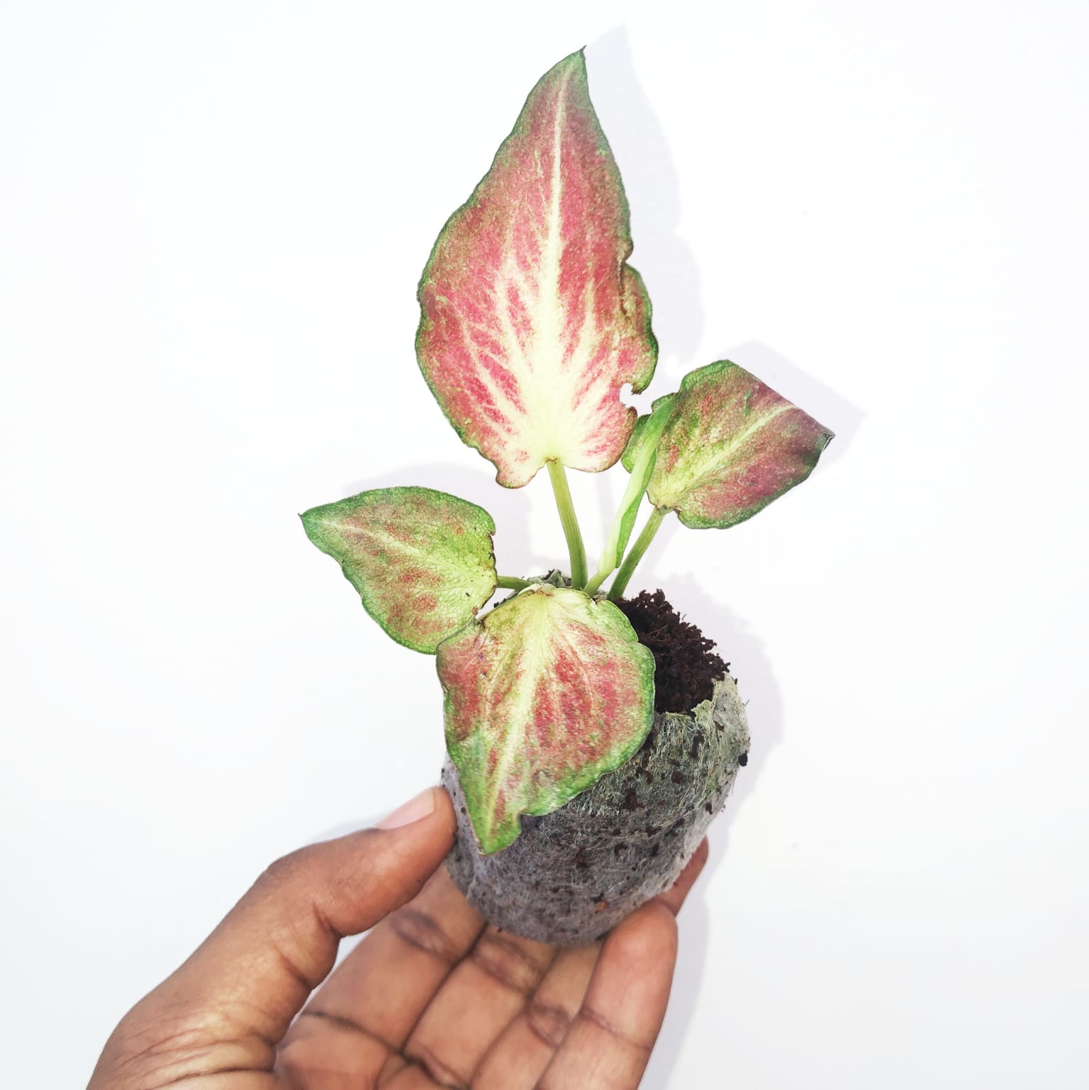 Caladium Redstar (jiffy sized) - Image 4