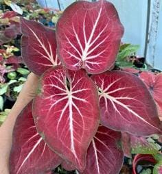 Caladium Redstar (jiffy sized)