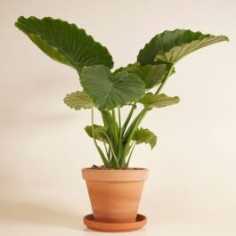 Alocasia Gigantia California (jiffy sized)