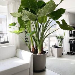 Alocasia Gigantia California (jiffy sized)