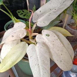 Philodendron Whipple Way (jiffy sized)
