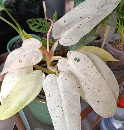 Philodendron Whipple Way (jiffy sized)