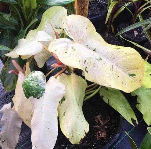 Philodendron Whipple Way (jiffy sized) - Image 3