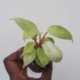 Philodendron Whipple Way (jiffy sized)