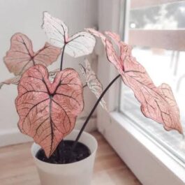 Caladiums