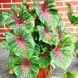 Caladium Bud Bicolour (jiffy sized)