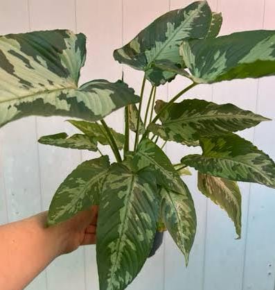 Schismatoglottis Pusilla (jiffy sized) - Image 5