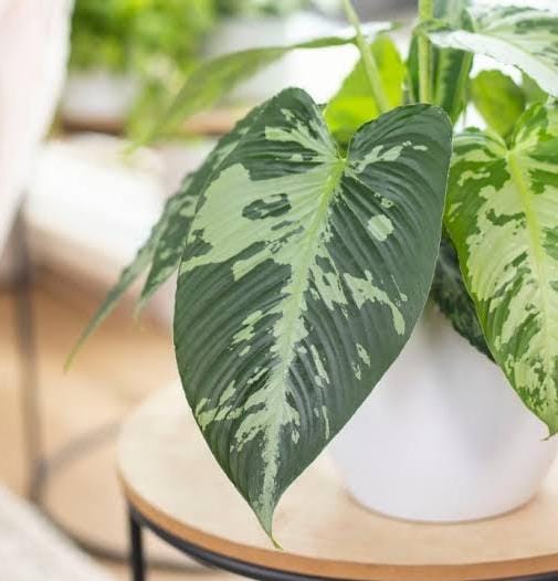 Schismatoglottis Pusilla (jiffy sized) - Image 3