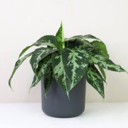 Schismatoglottis Pusilla (jiffy sized)