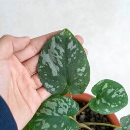 Homalomena Frog SP Sumatra (jiffy sized)