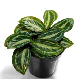 Calathea Medallion White (jiffy sized)