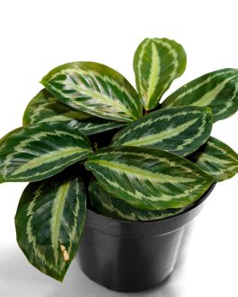 Calathea Medallion White (jiffy sized)