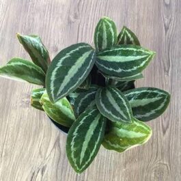 Calathea Medallion White (jiffy sized)