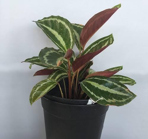 Calathea Medallion White (jiffy sized) - Image 4