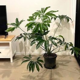 Philodendron Goeldii (jiffy sized)