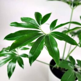 Philodendron Goeldii (jiffy sized)