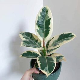 Ficus Tineke Variegated (jiffy sized)