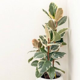 Ficus Tineke Variegated (jiffy sized)