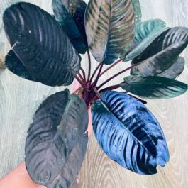 Homolomena Metallica (jiffy sized)