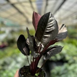 Homolomena Metallica (jiffy sized)