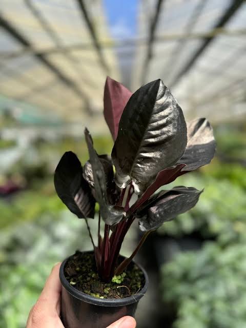 Homolomena Metallica (jiffy sized) - Image 2