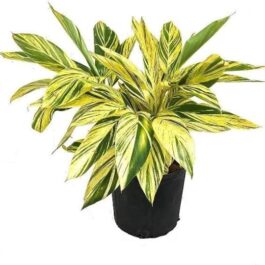 Alpina Zerumbet variegated (jiffy sized)