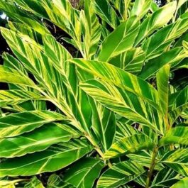 Garden Plants (outdoor plant varieties)