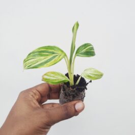 Alpina Zerumbet variegated (jiffy sized)