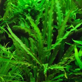 Cryptocoryne Spiralis Green (Large Pot))