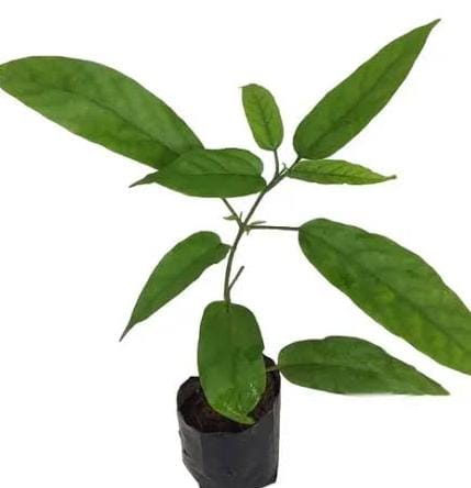 Chains of glory (large plant) - Image 4