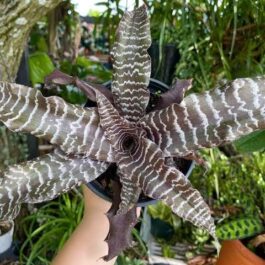 Cryptanthus zonatus (large single plant)