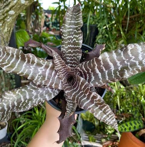 Cryptanthus zonatus (large single plant) - Image 2