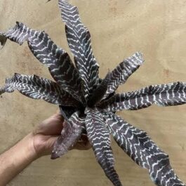 Cryptanthus zonatus (large single plant)