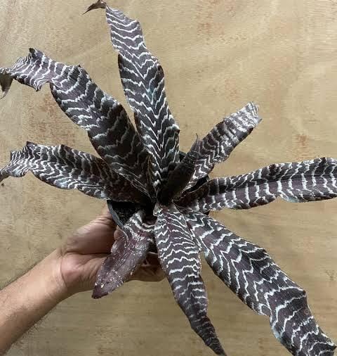 Cryptanthus zonatus (large single plant)