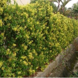 Tristellateia Australasiae/ Tristellateia Gold Vine (single plant)