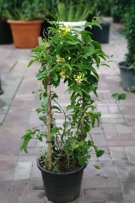 Tristellateia Australasiae/ Tristellateia Gold Vine (single plant) - Image 3