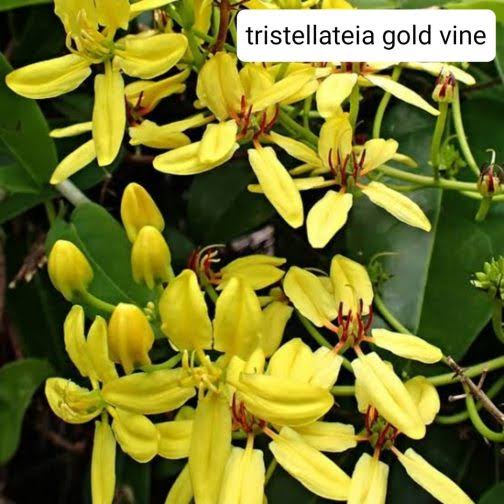 Tristellateia Australasiae/ Tristellateia Gold Vine (single plant) - Image 5