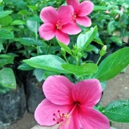 Hibiscus Viceroy Pink (single plant)