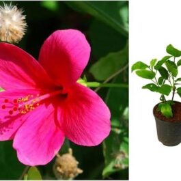 Hibiscus Viceroy Pink (single plant)