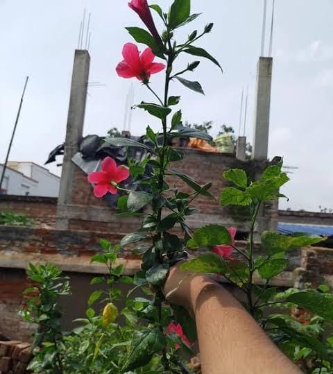 Hibiscus Viceroy Pink (single plant) - Image 5