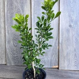 Chinese Perfume Plant/ Aglaia odorata (large single plant)