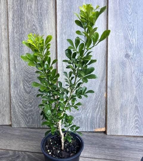 Chinese Perfume Plant/ Aglaia odorata (large single plant) - Image 2