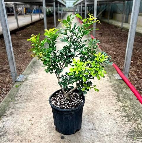 Chinese Perfume Plant/ Aglaia odorata (large single plant) - Image 3