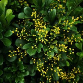 Chinese Perfume Plant/ Aglaia odorata (large single plant)