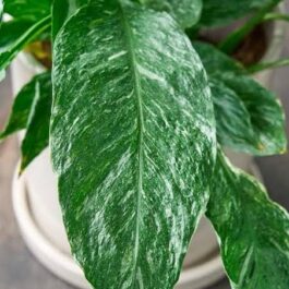 Domino variegated peace lily (single plant)