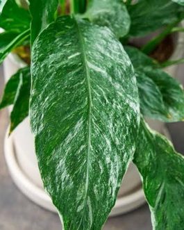 Domino variegated peace lily (single plant)